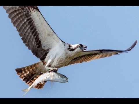 Bird in Flight Photography: The Camera Settings Framework That Actually Works